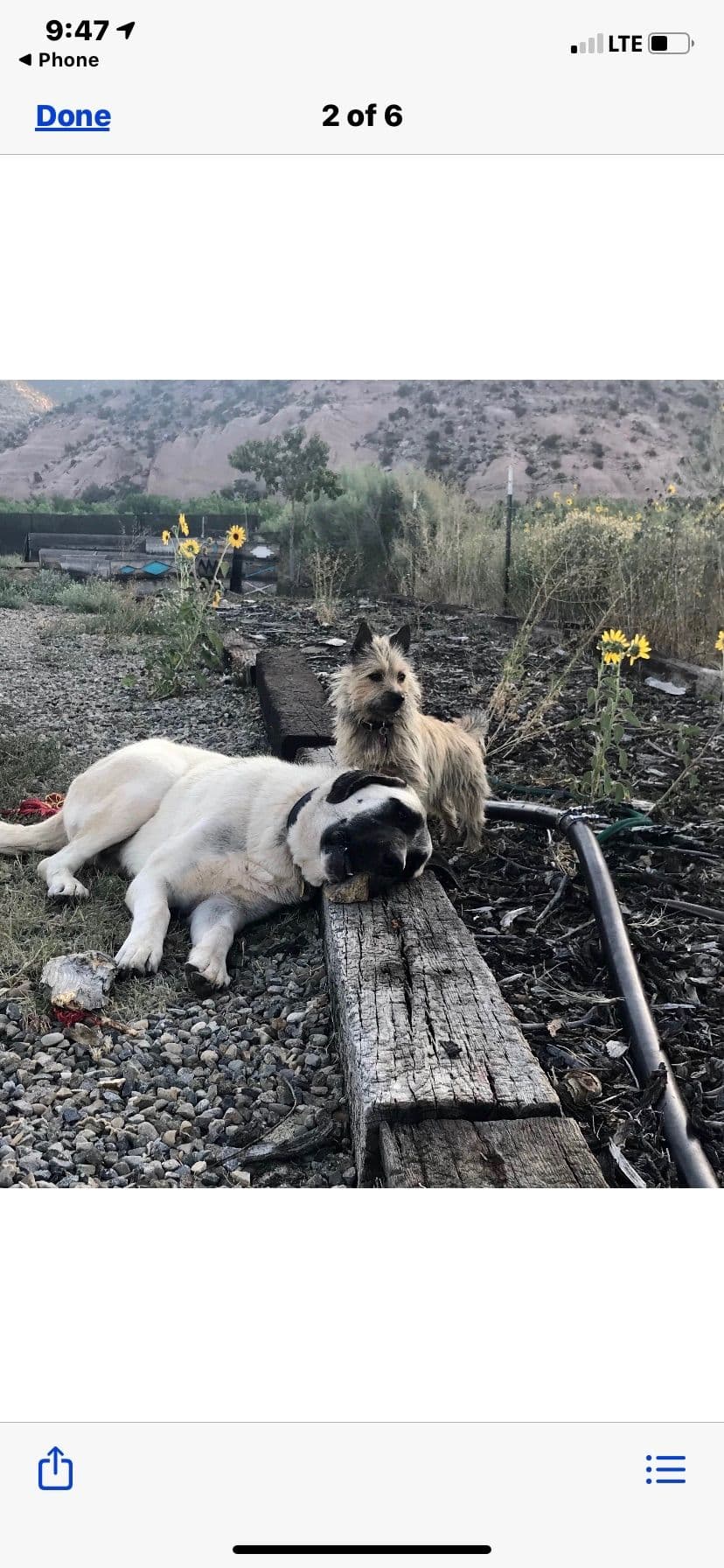 Cairn Terrier Puppies breeder image 19