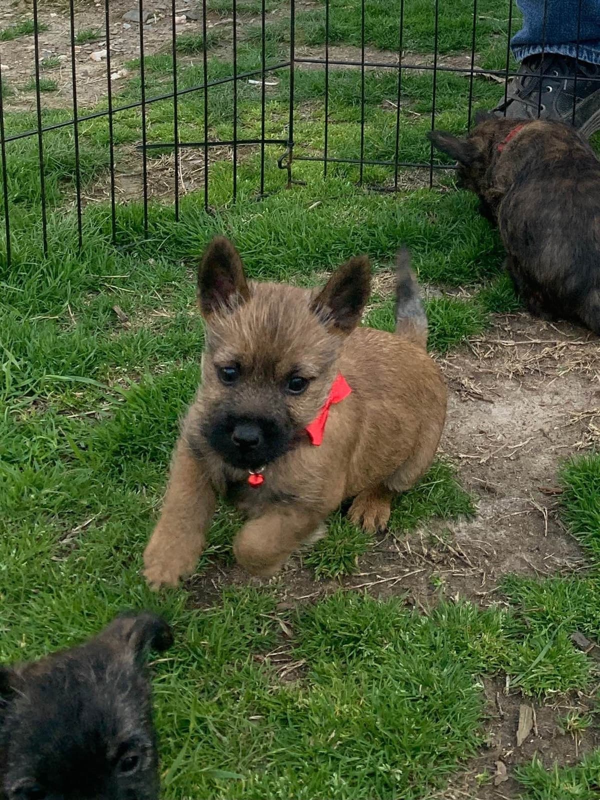Cairn Terrier Puppies breeder image 21