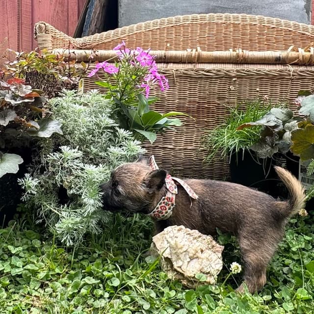 Cairn Terrier Puppies media 2