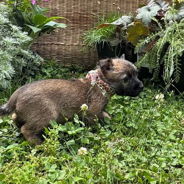 Cairn Terrier Puppies media 3
