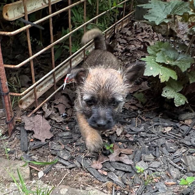 Cairn Terrier Puppies media 4
