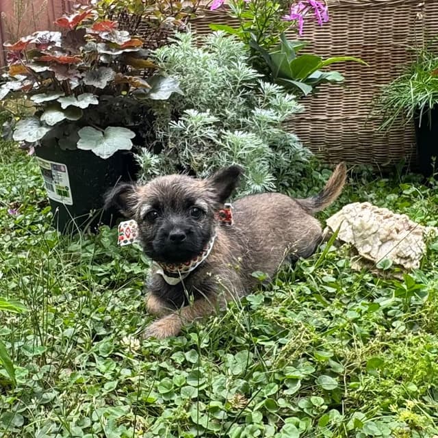Cairn Terrier Puppies media 5