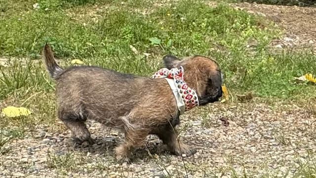 Cairn Terrier Puppies media 6