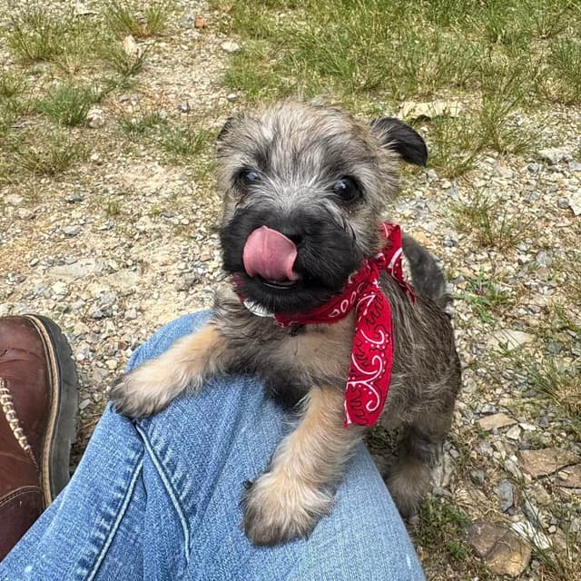 Cairn Terrier Puppies media 7