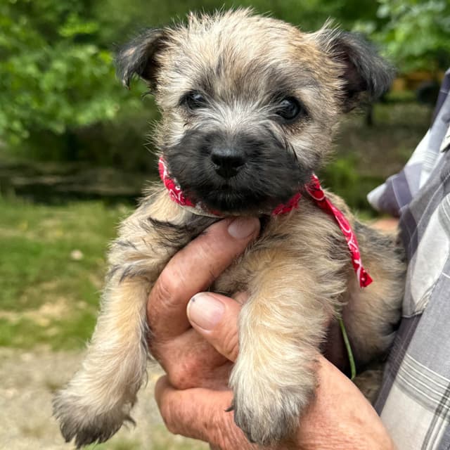 Cairn Terrier Puppies media 8