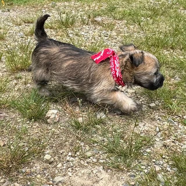 Cairn Terrier Puppies media 9
