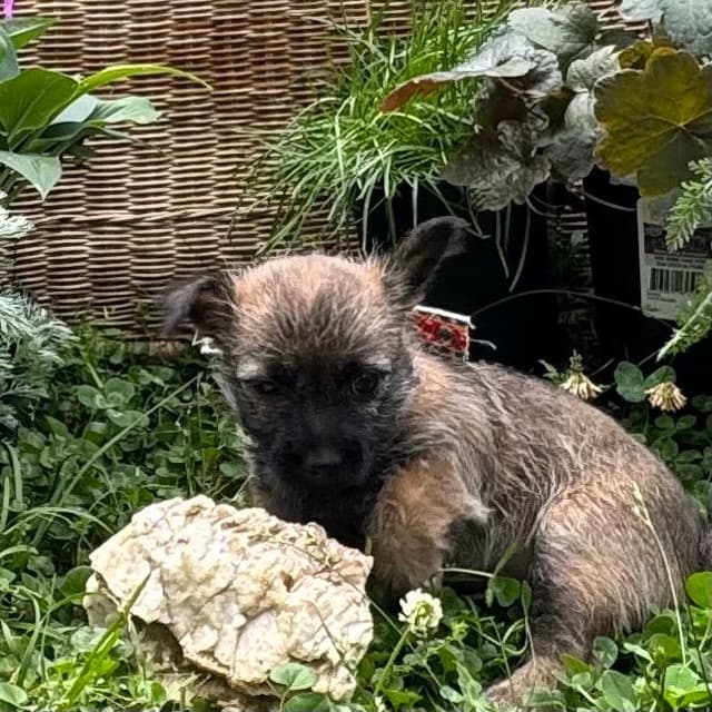 Cairn Terrier Puppies media 10