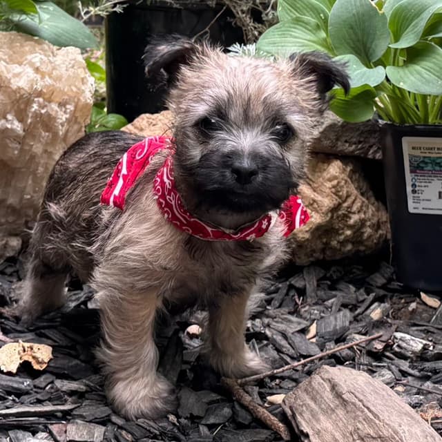 Cairn Terrier Puppies media 11