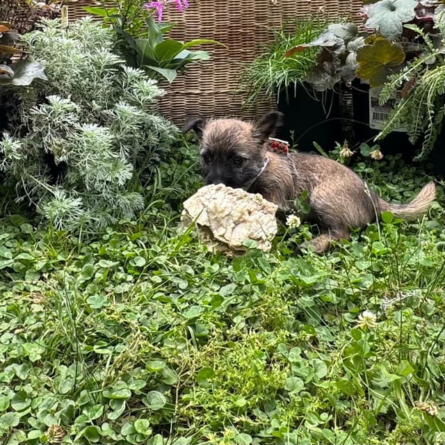 Cairn Terrier Puppies media 12