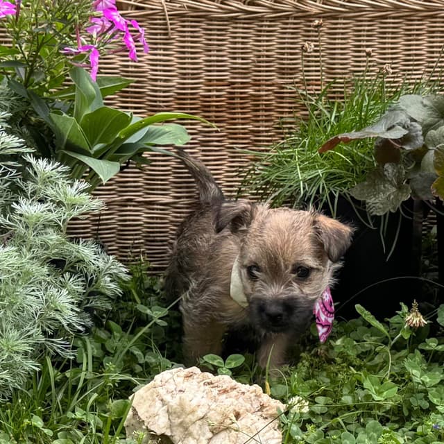Cairn Terrier Puppies media 13