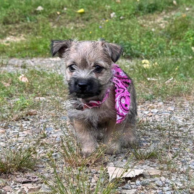 Cairn Terrier Puppies media 14
