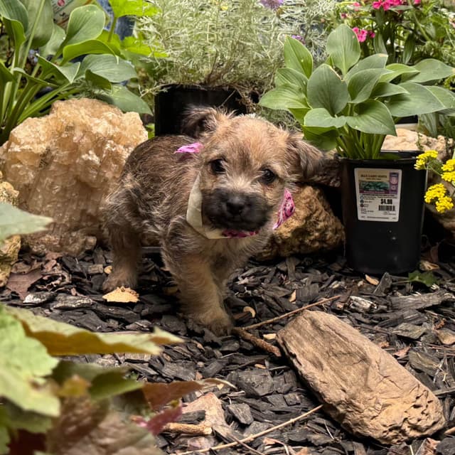 Cairn Terrier Puppies media 15