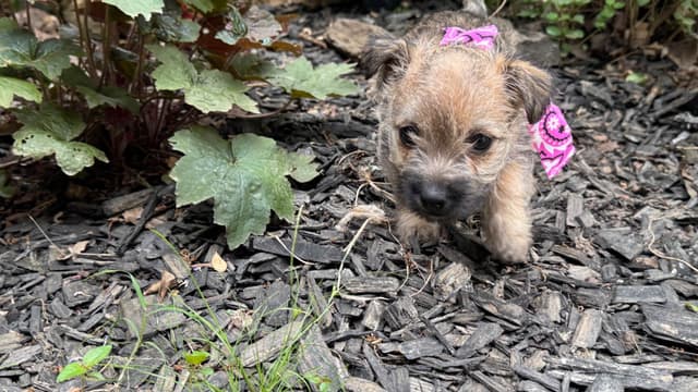 Cairn Terrier Puppies media 16