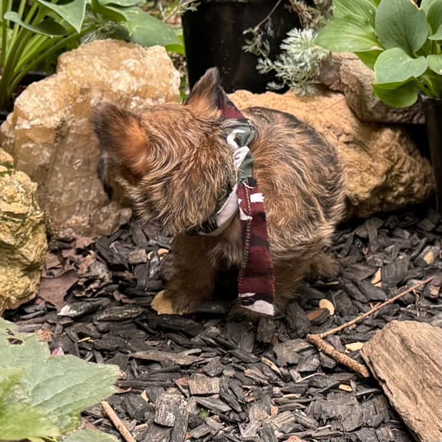 Cairn Terrier Puppies media 17