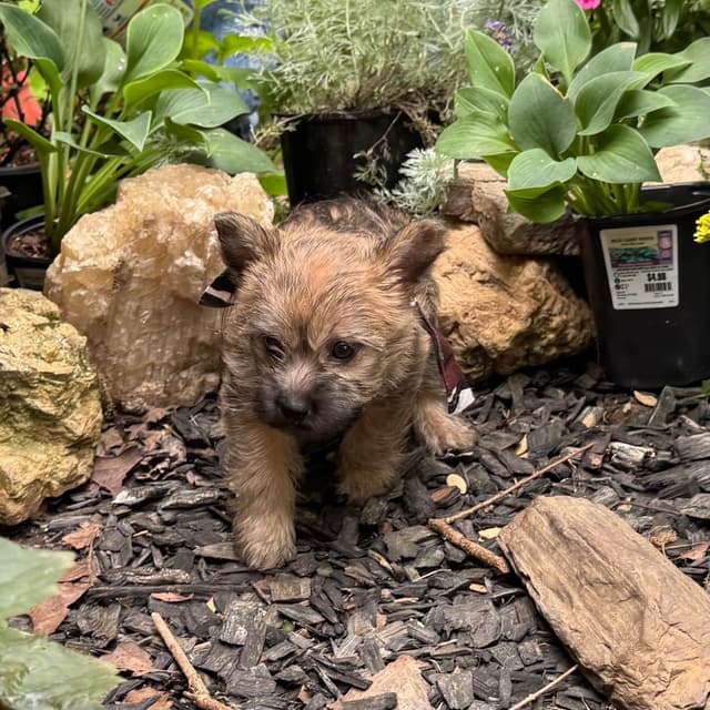 Cairn Terrier Puppies media 18