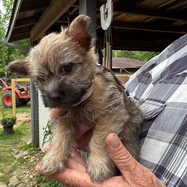 Cairn Terrier Puppies media 19