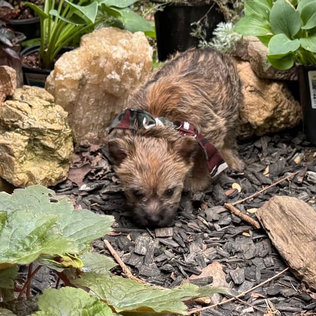 Cairn Terrier Puppies media 21