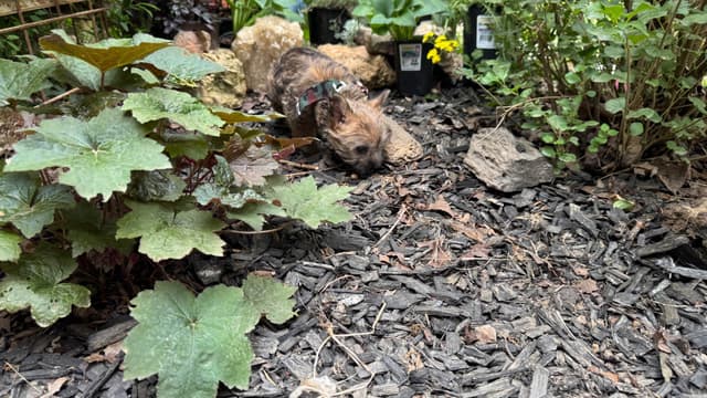 Cairn Terrier Puppies media 22