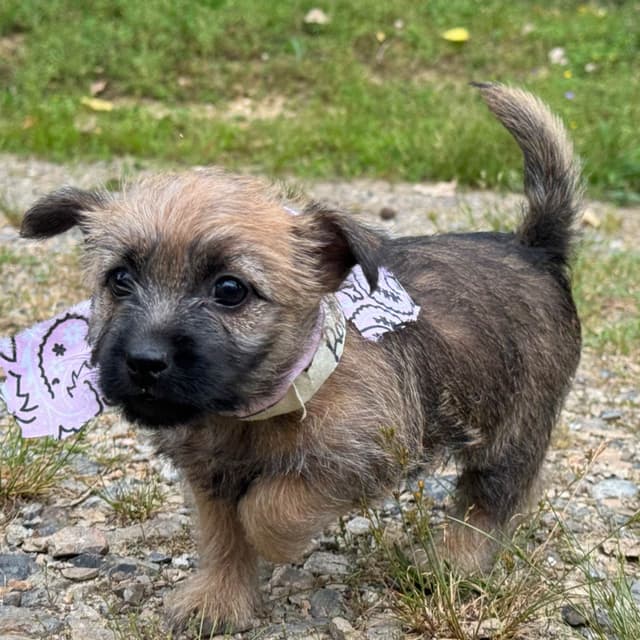 Cairn Terrier Puppies media 24