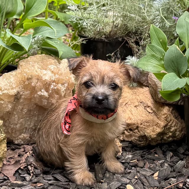 Cairn Terrier Puppies media 25