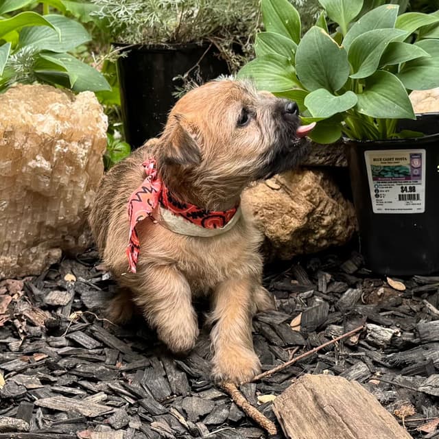 Cairn Terrier Puppies media 27