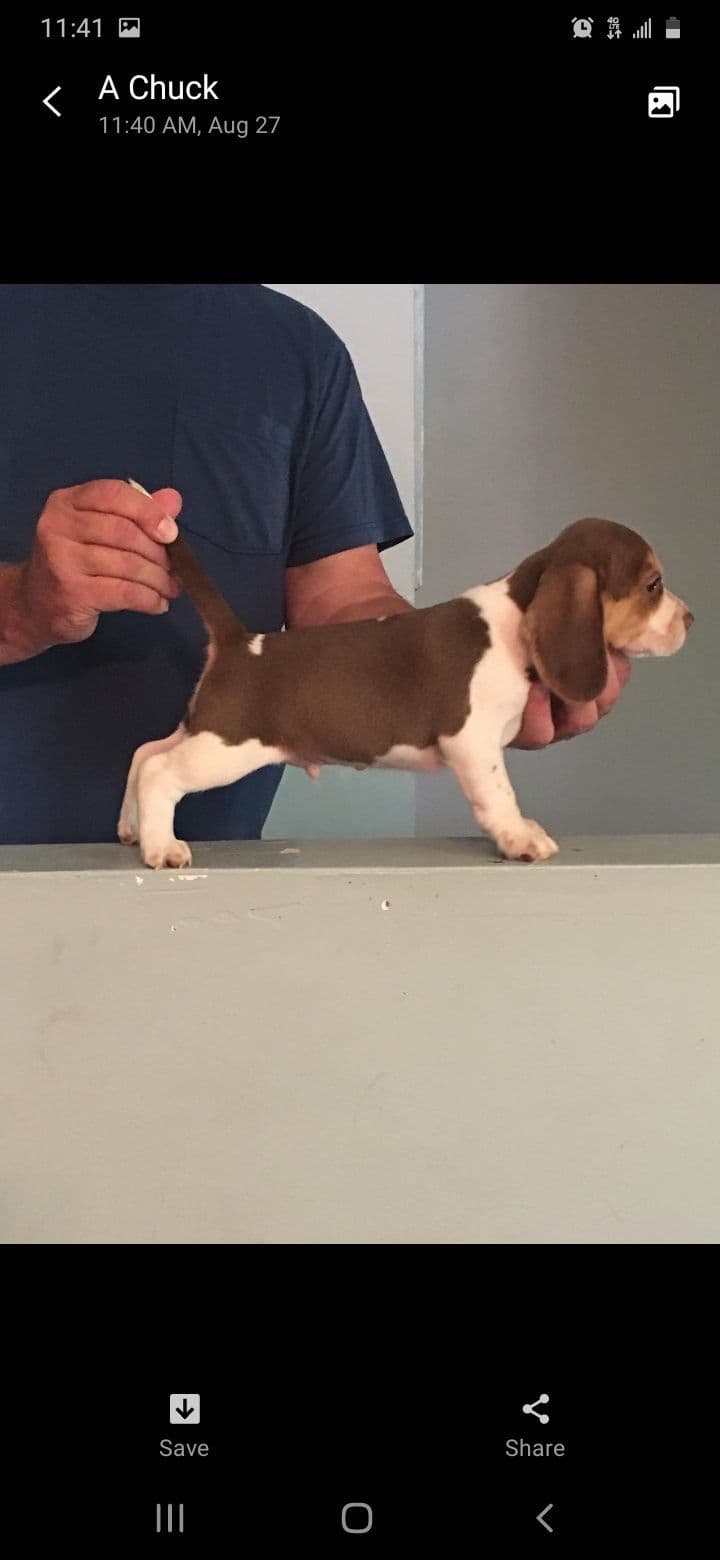 Beagle Puppies breeder image 1