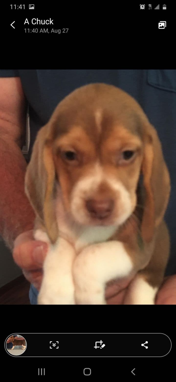 Beagle Puppies breeder image 4