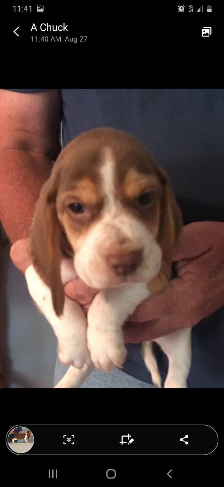 Beagle Puppies breeder image 2