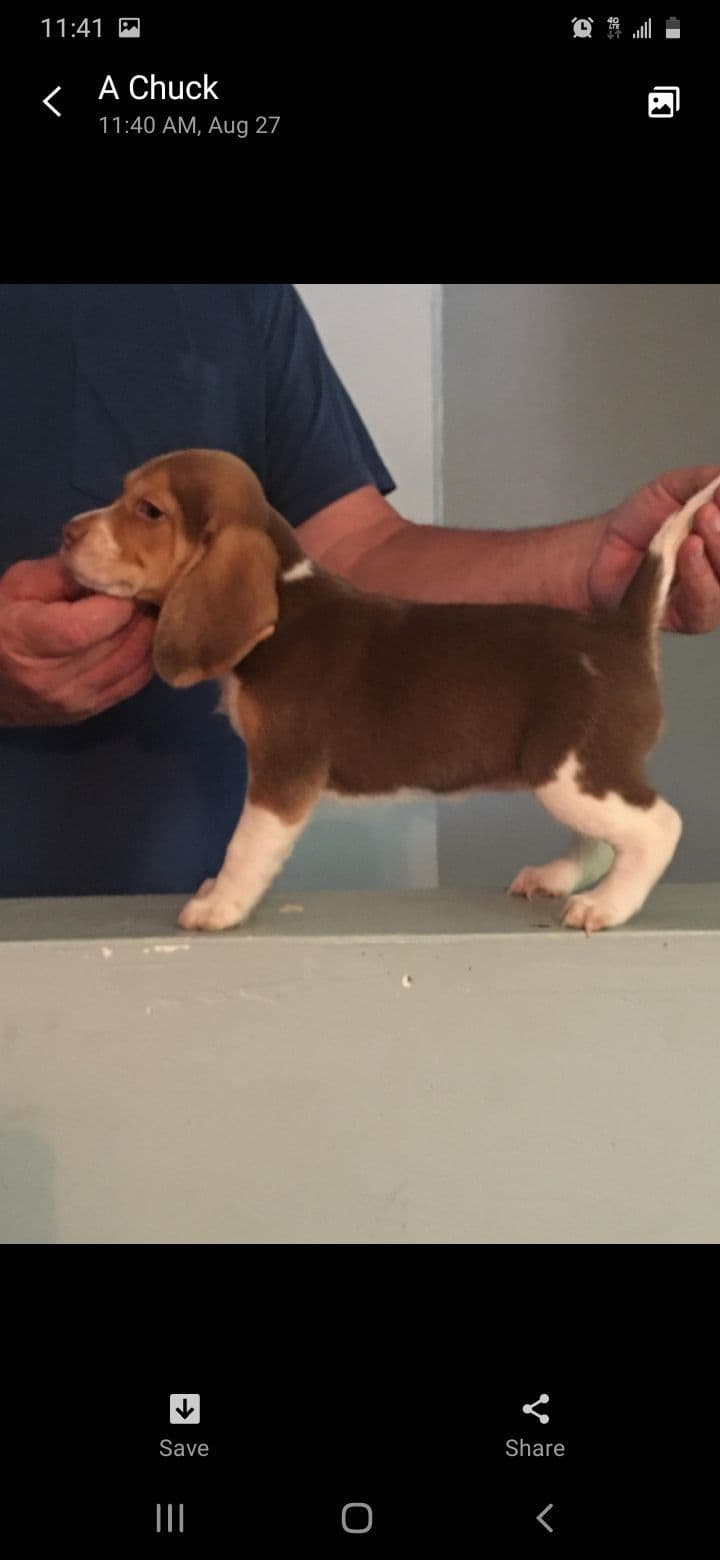 Beagle Puppies breeder image 3