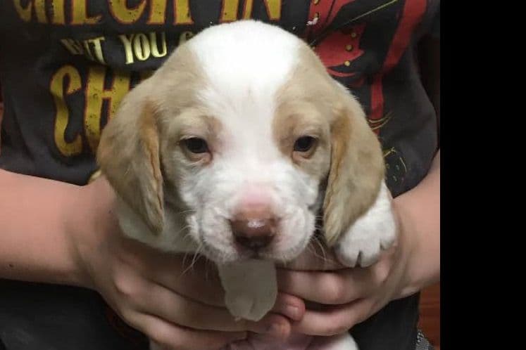 Beagle Puppies breeder image 5