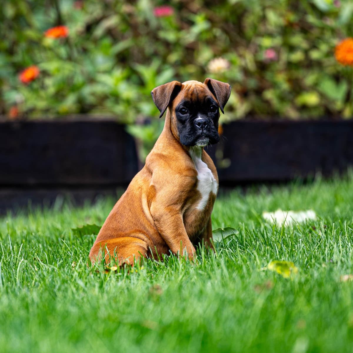 Boxer Puppies breeder image 2