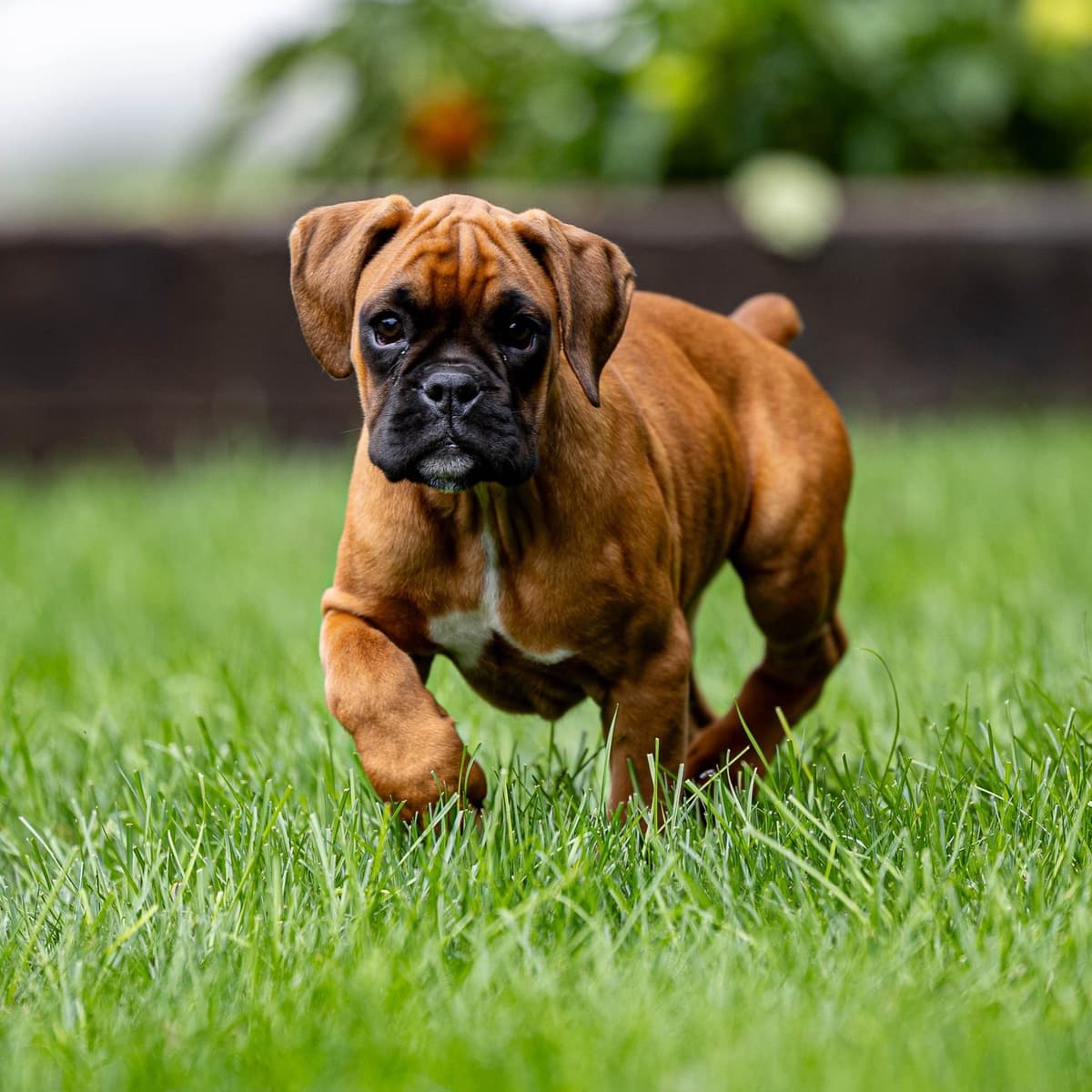 Boxer Puppies breeder image 1