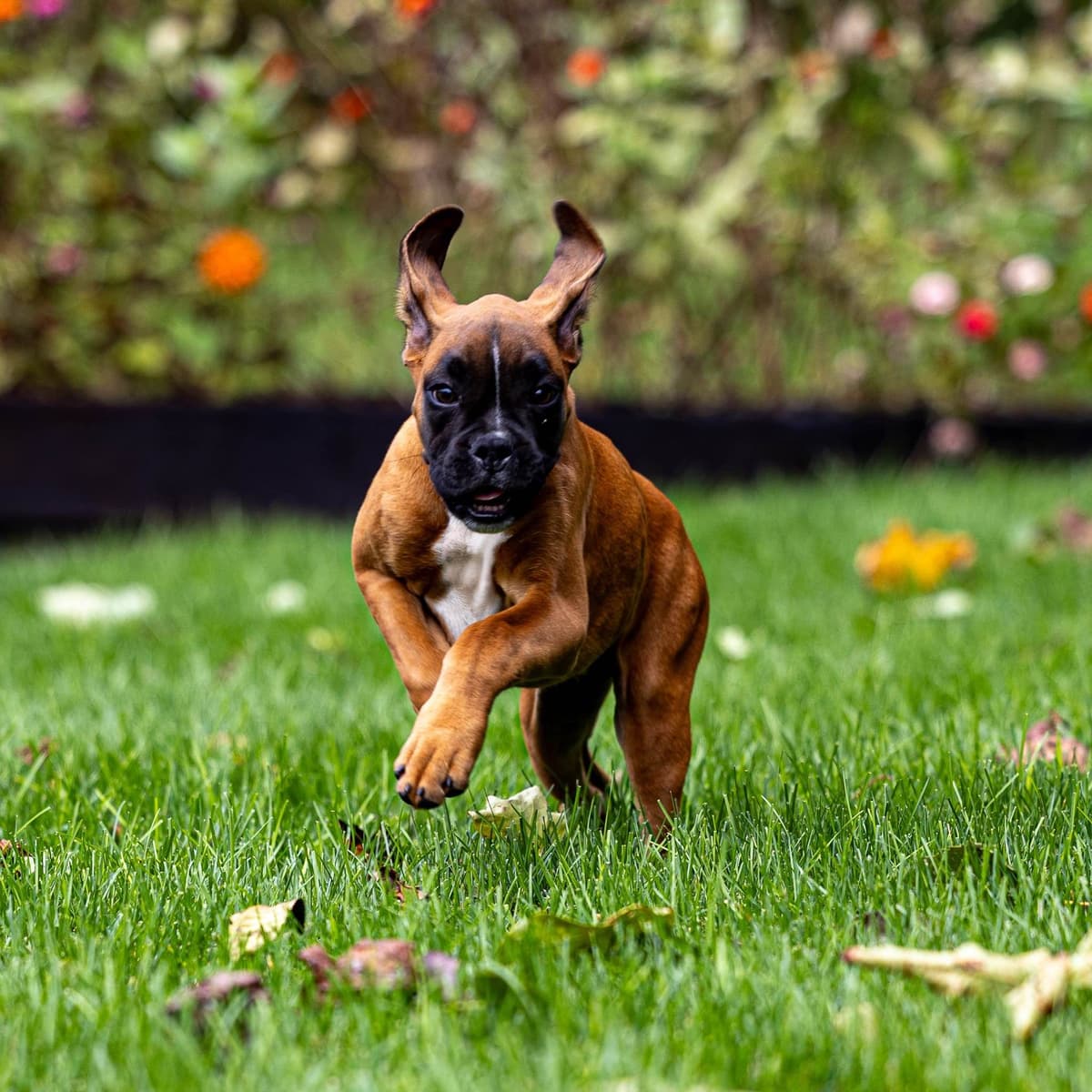 Boxer Puppies breeder image 3