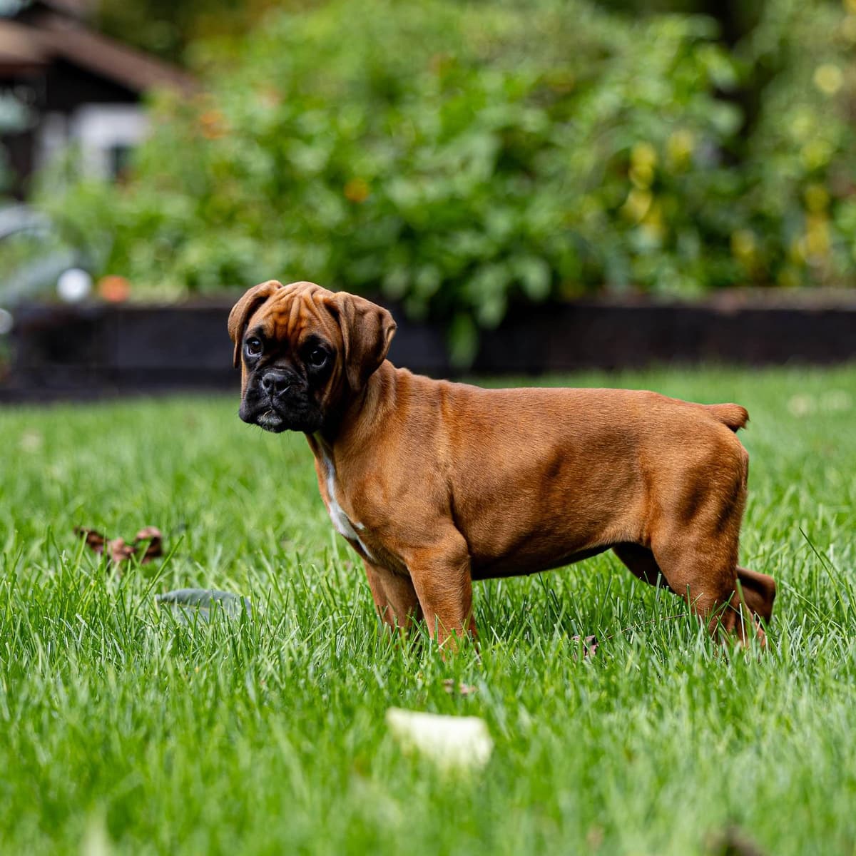 Boxer Puppies breeder image 4