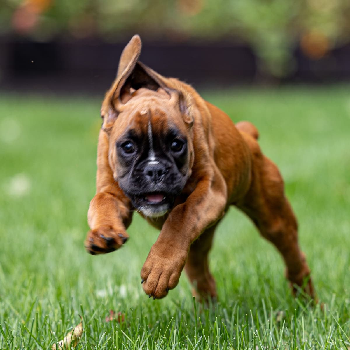 Boxer Puppies breeder image 5