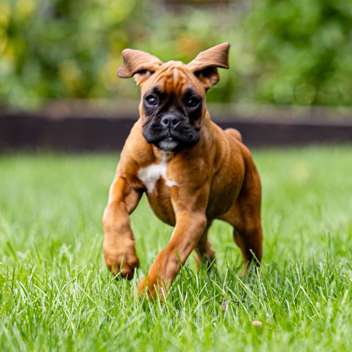 Boxer Puppies breeder image 7