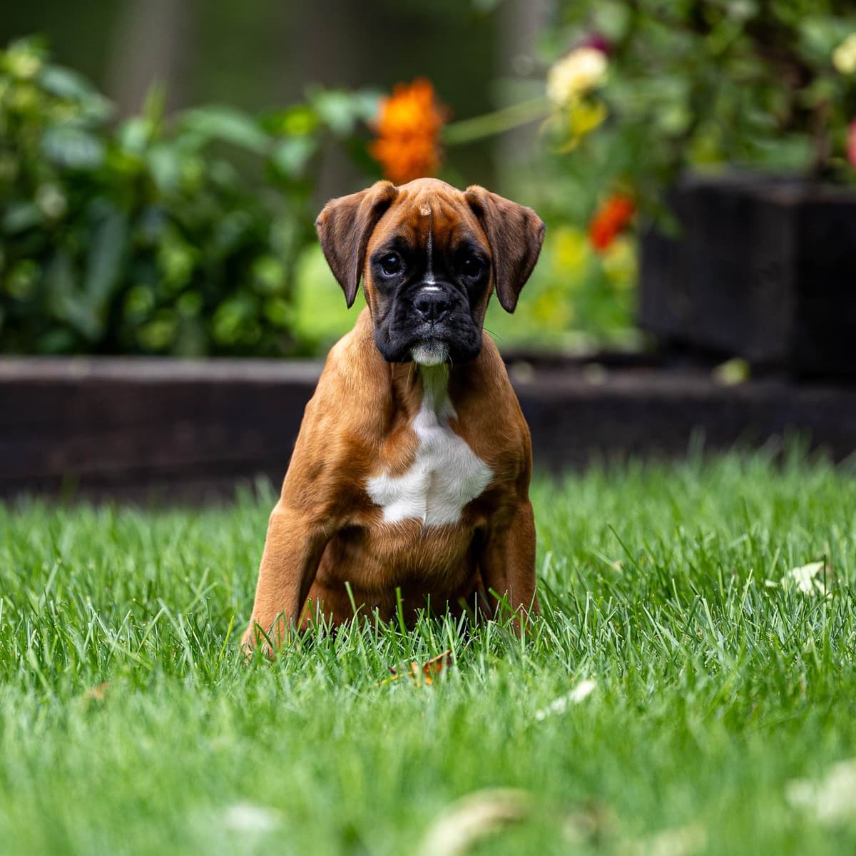 Boxer Puppies breeder image 6