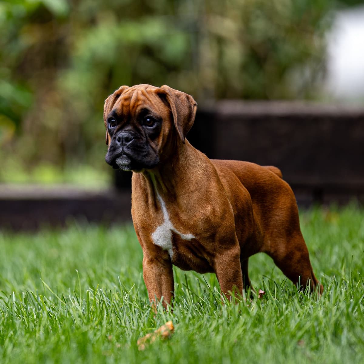 Boxer Puppies breeder image 8