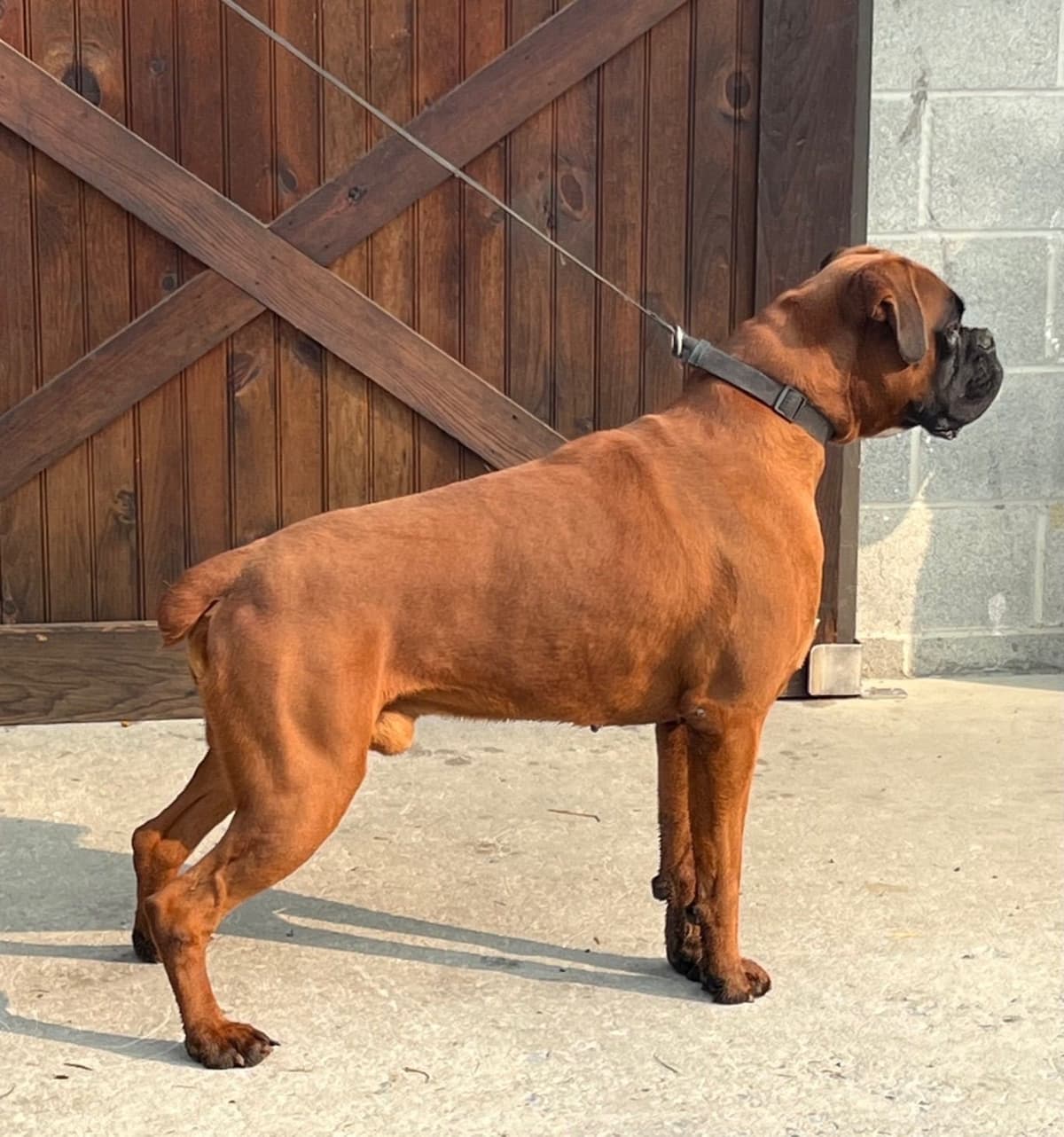 Boxer Puppies breeder image 11