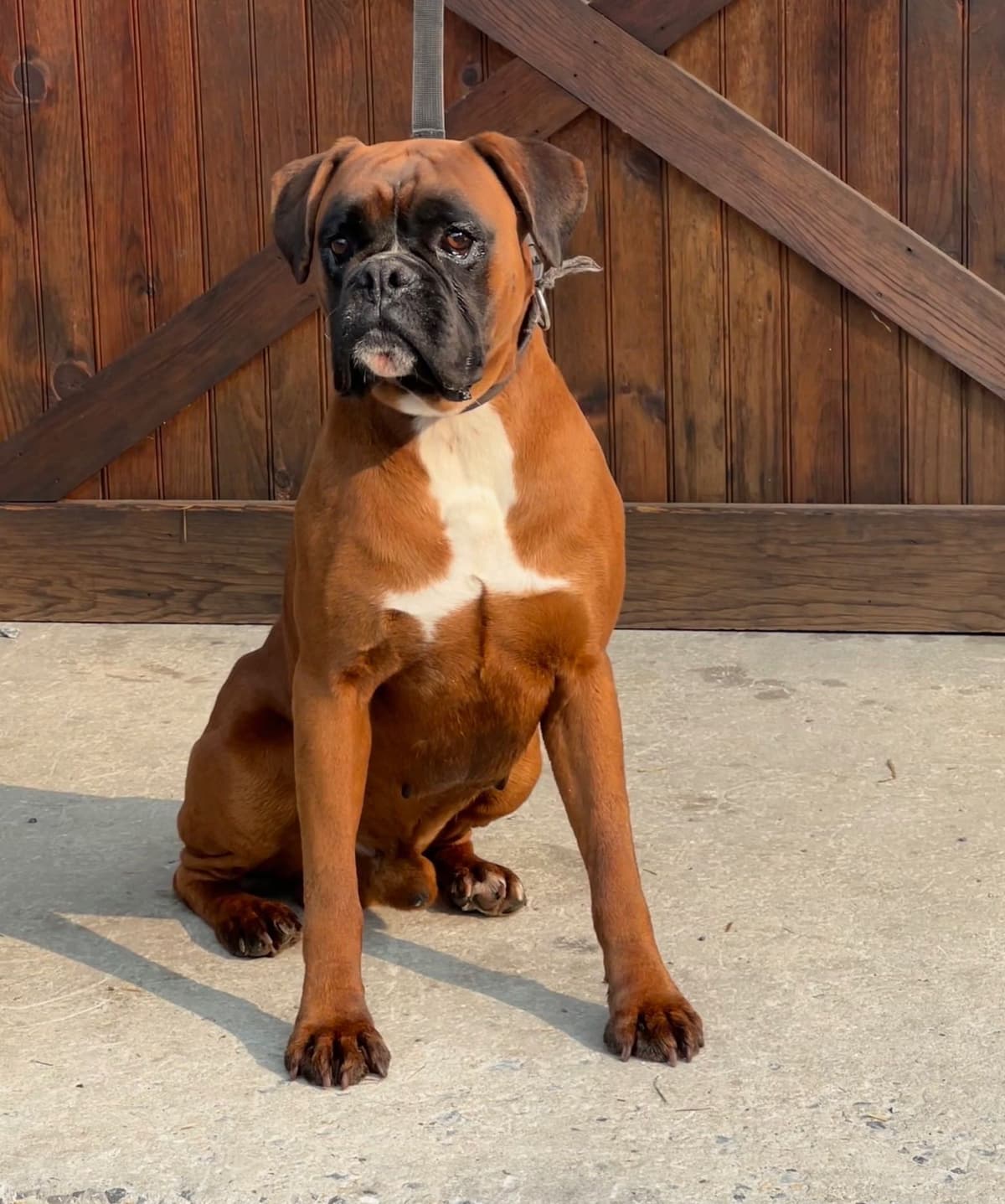 Boxer Puppies breeder image 10