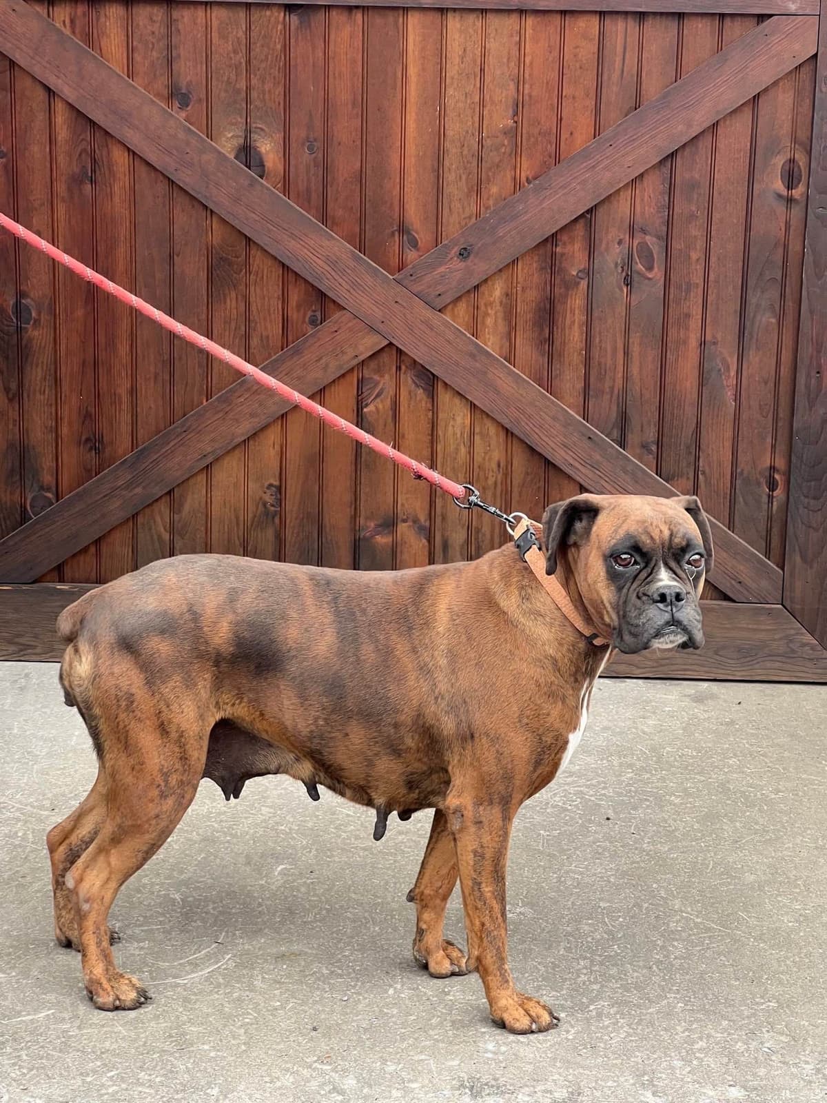 Boxer Puppies breeder image 13
