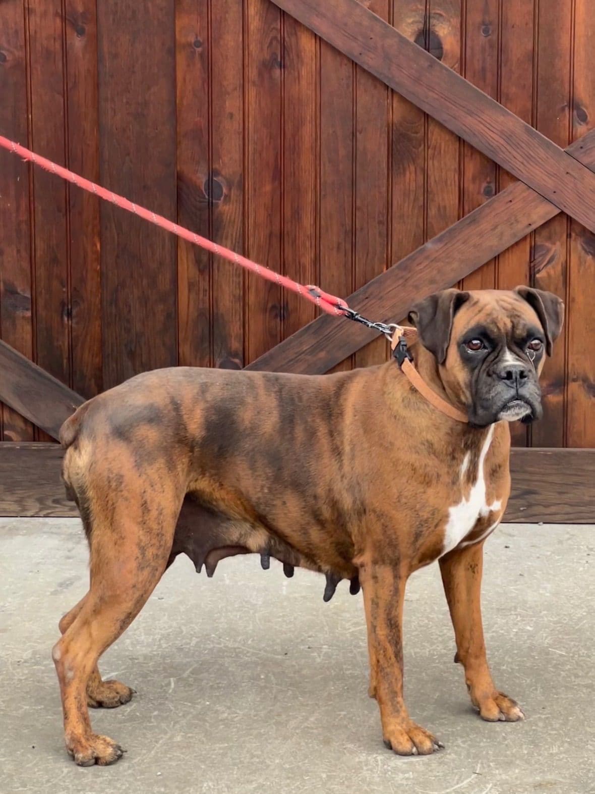 Boxer Puppies breeder image 12