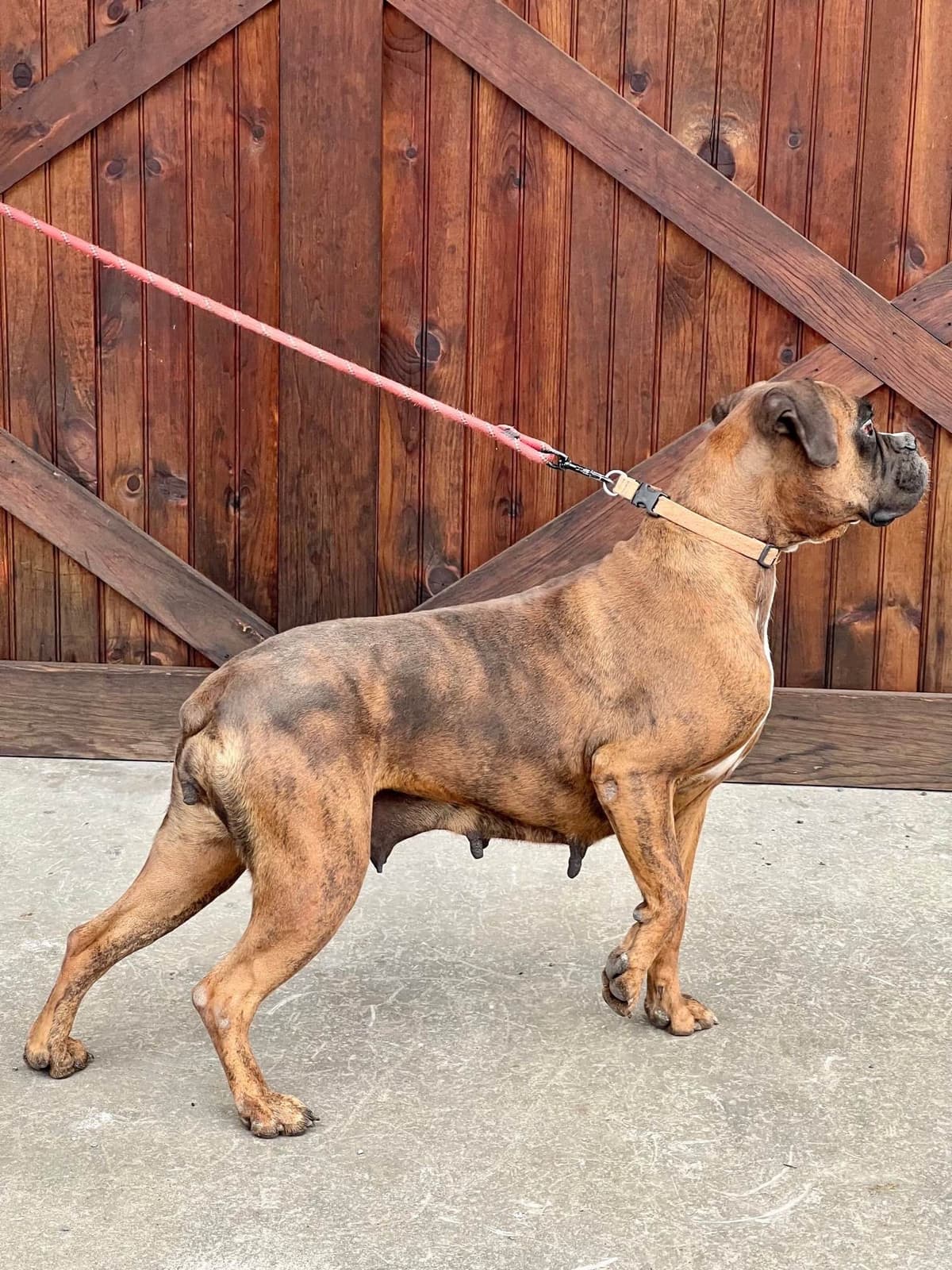 Boxer Puppies breeder image 14