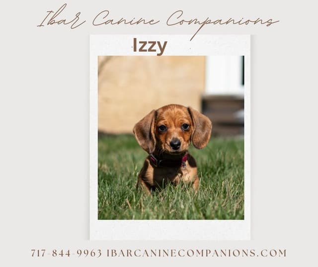 Dachshund Puppies media 2