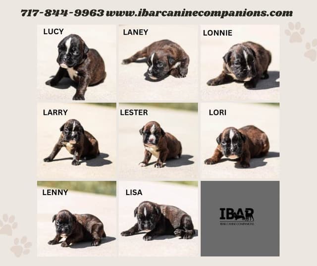 Boxer Puppies media 3