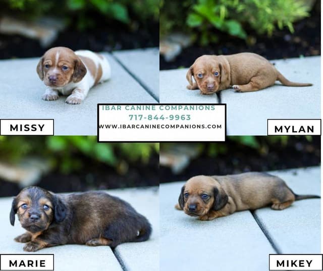 Dachshund Puppies media 2