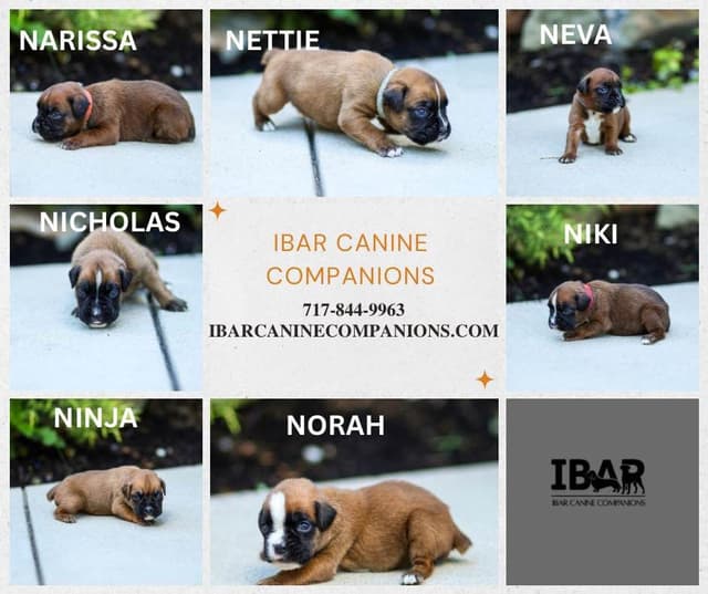 Boxer Puppies media 2