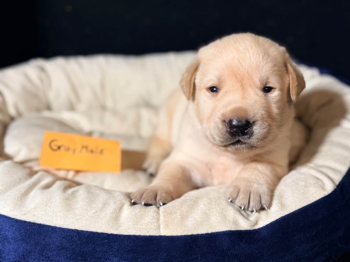 AKC English Labrador Retriever Puppies breeder image 2