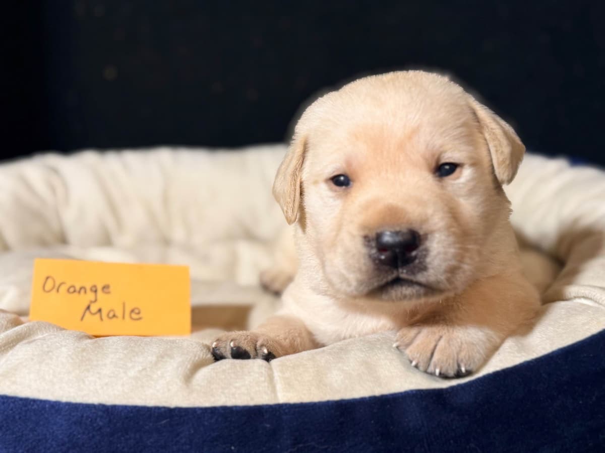 AKC English Labrador Retriever Puppies breeder image 1
