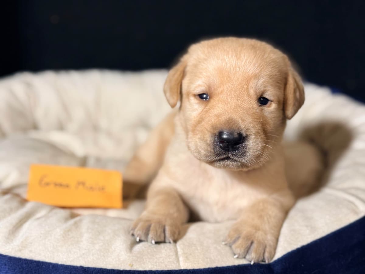 AKC English Labrador Retriever Puppies breeder image 3